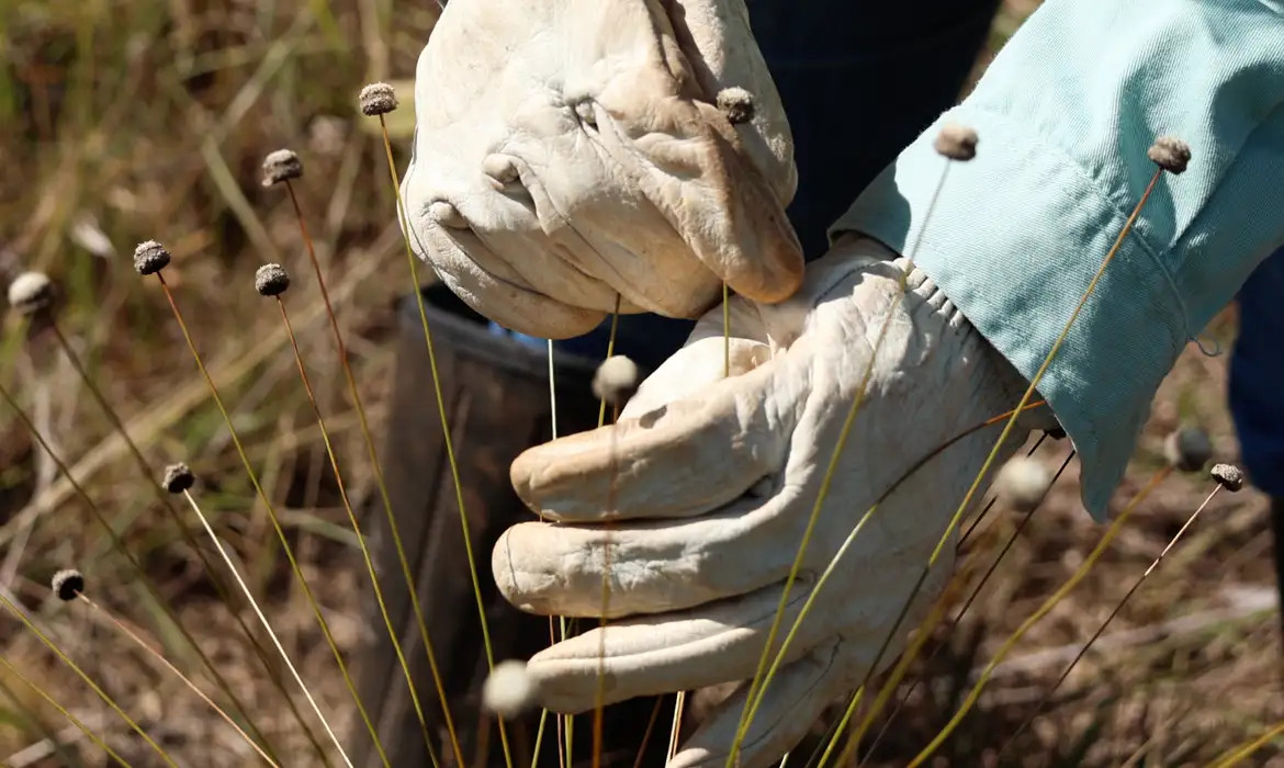 Pantas consideradas extintas s&atilde;o encontradas