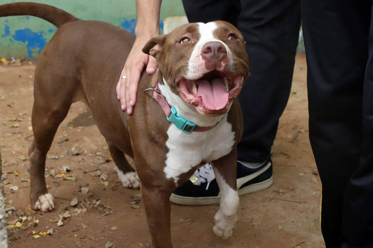 Sob press&atilde;o, autor altera lei da focinheira em Campinas, mas texto &eacute; aprovado sem consulta ao Conselho Animal