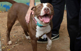 Sob press&atilde;o, autor altera lei da focinheira em Campinas, mas texto &eacute; aprovado sem consulta ao Conselho Animal