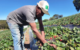 Estado de SP orienta produtores na ado&ccedil;&atilde;o gradual de pr&aacute;ticas de produ&ccedil;&atilde;o agroecol&oacute;gica