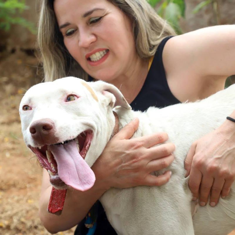 O Pit Bull é um cão de porte médio, inteligente e dócil por natureza. Quando criado com respeito e socialização, é um companheiro equilibrado. O foco das leis deve estar na responsabilidade dos tutores, e não no estigma contra os animais, dizem especialistas