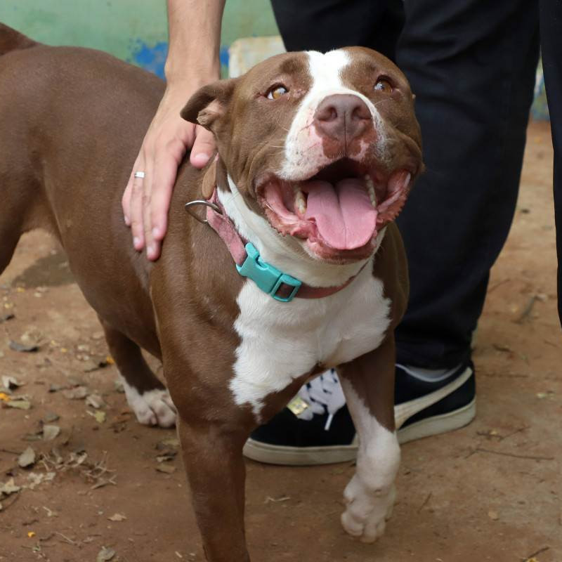 O Pit Bull é um cão de porte médio, inteligente e dócil por natureza. Quando criado com respeito e socialização, é um companheiro equilibrado. O foco das leis deve estar na responsabilidade dos tutores, e não no estigma contra os animais, dizem especialistas