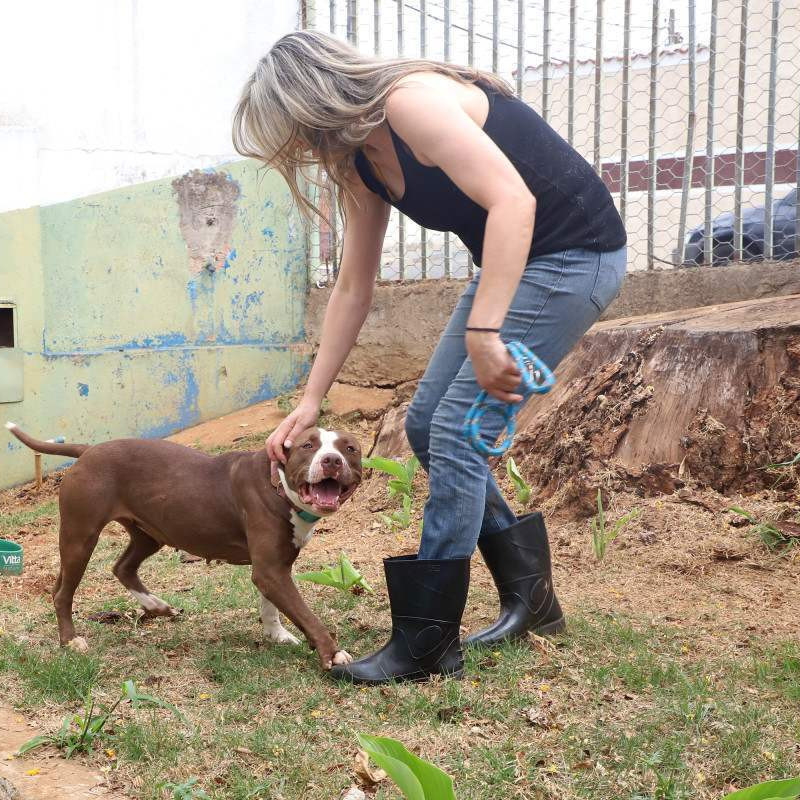 O Pit Bull é um cão de porte médio, inteligente e dócil por natureza. Quando criado com respeito e socialização, é um companheiro equilibrado. O foco das leis deve estar na responsabilidade dos tutores, e não no estigma contra os animais, dizem especialistas
