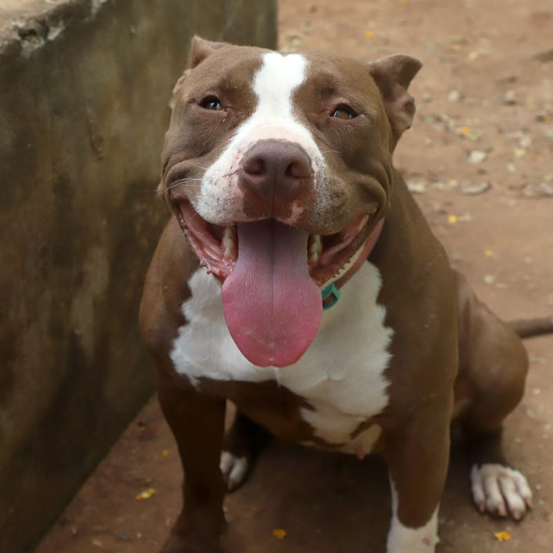 O Pit Bull é um cão de porte médio, inteligente e dócil por natureza. Quando criado com respeito e socialização, é um companheiro equilibrado. O foco das leis deve estar na responsabilidade dos tutores, e não no estigma contra os animais, dizem especialistas