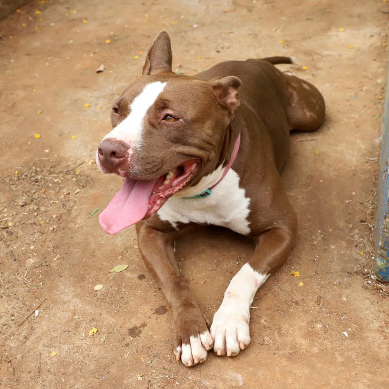O Pit Bull é um cão de porte médio, inteligente e dócil por natureza. Quando criado com respeito e socialização, é um companheiro equilibrado. O foco das leis deve estar na responsabilidade dos tutores, e não no estigma contra os animais, dizem especialistas