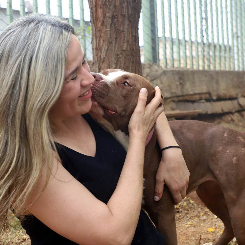 O Pit Bull é um cão de porte médio, inteligente e dócil por natureza. Quando criado com respeito e socialização, é um companheiro equilibrado. O foco das leis deve estar na responsabilidade dos tutores, e não no estigma contra os animais, dizem especialistas