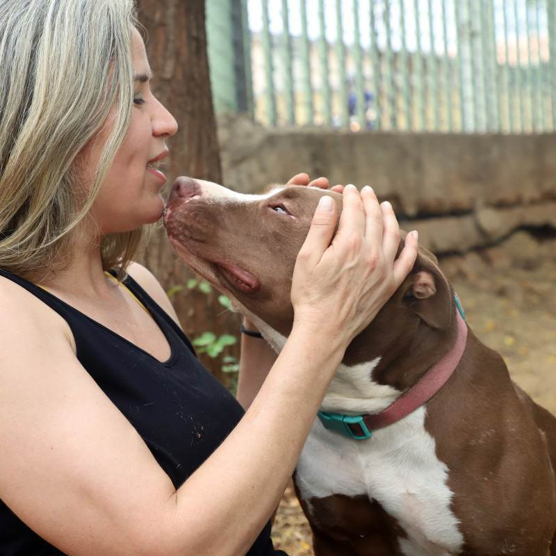 O Pit Bull é um cão de porte médio, inteligente e dócil por natureza. Quando criado com respeito e socialização, é um companheiro equilibrado. O foco das leis deve estar na responsabilidade dos tutores, e não no estigma contra os animais, dizem especialistas