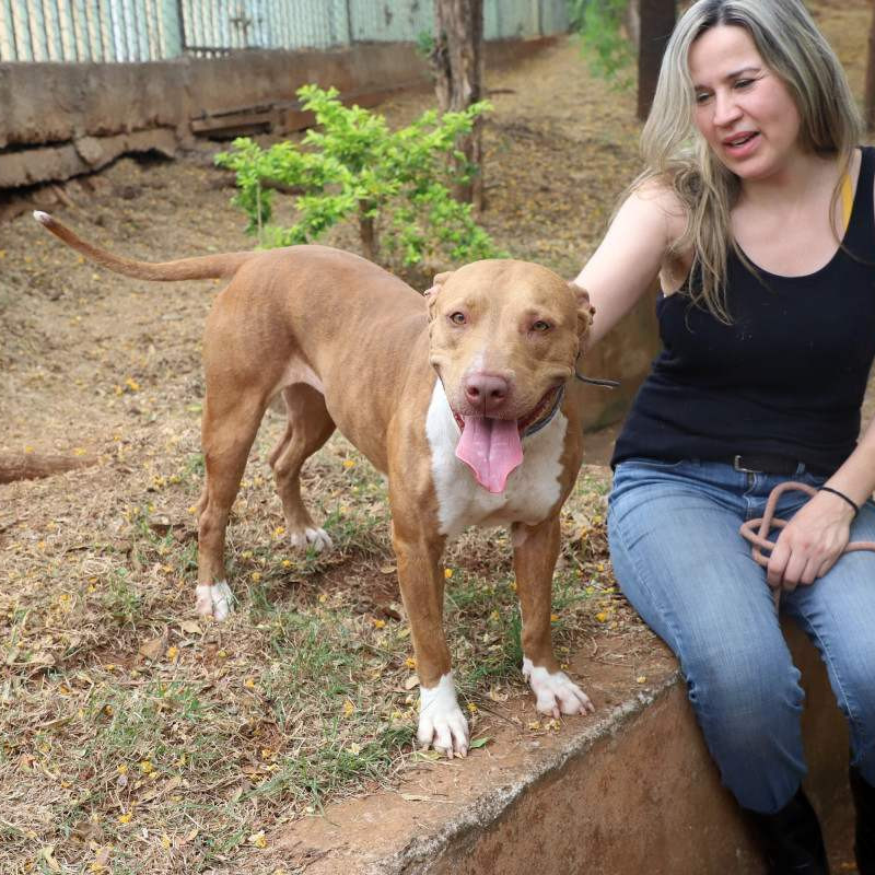 O Pit Bull é um cão de porte médio, inteligente e dócil por natureza. Quando criado com respeito e socialização, é um companheiro equilibrado. O foco das leis deve estar na responsabilidade dos tutores, e não no estigma contra os animais, dizem especialistas