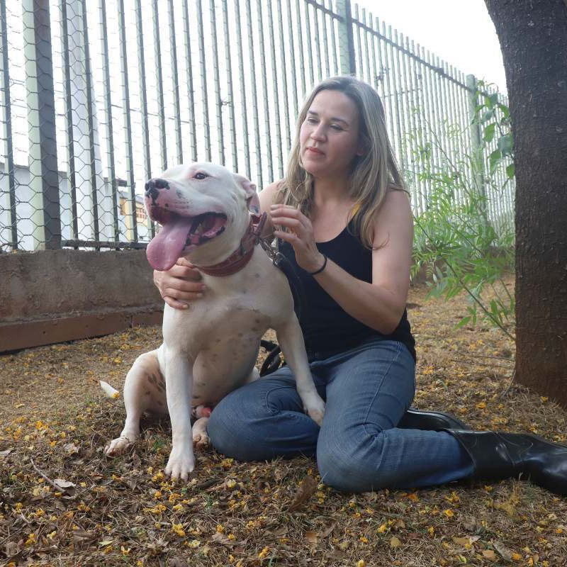O Pit Bull é um cão de porte médio, inteligente e dócil por natureza. Quando criado com respeito e socialização, é um companheiro equilibrado. O foco das leis deve estar na responsabilidade dos tutores, e não no estigma contra os animais, dizem especialistas
