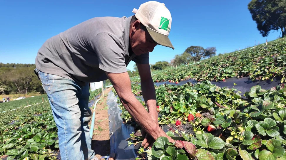 Estado de SP orienta produtores na ado&ccedil;&atilde;o gradual de pr&aacute;ticas de produ&ccedil;&atilde;o agroecol&oacute;gica