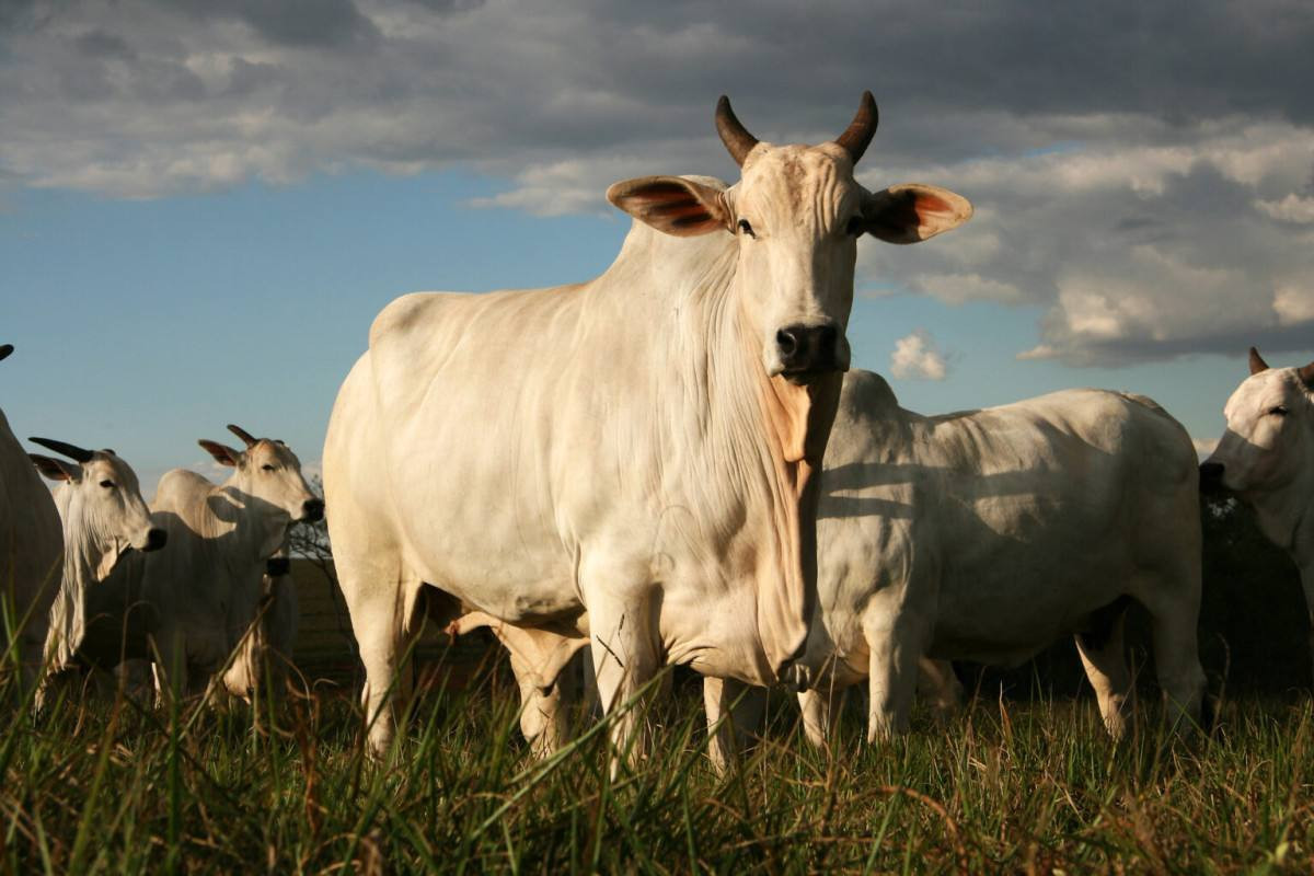 Acre registra alta na venda de carne bovina ao exterior