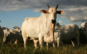Acre registra alta na venda de carne bovina ao exterior