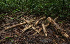 Duas novas esp&eacute;cies de escorpi&atilde;o descobertas em Roraima
