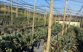 Cultivo de frutas vermelhas &eacute; incentivado em Valinhos