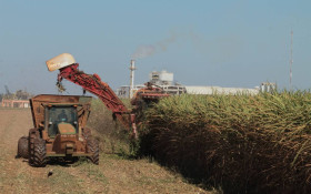 Safra de cana‑de‑a&ccedil;&uacute;car deve crescer 4,7% em rela&ccedil;&atilde;o a 2025