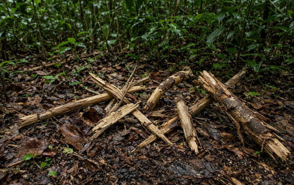 Duas novas esp&eacute;cies de escorpi&atilde;o descobertas em Roraima