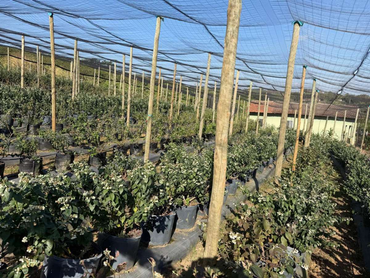 Cultivo de frutas vermelhas &eacute; incentivado em Valinhos