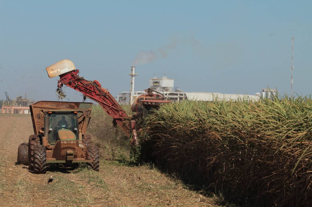 Safra de cana‑de‑a&ccedil;&uacute;car deve crescer 4,7% em rela&ccedil;&atilde;o a 2025