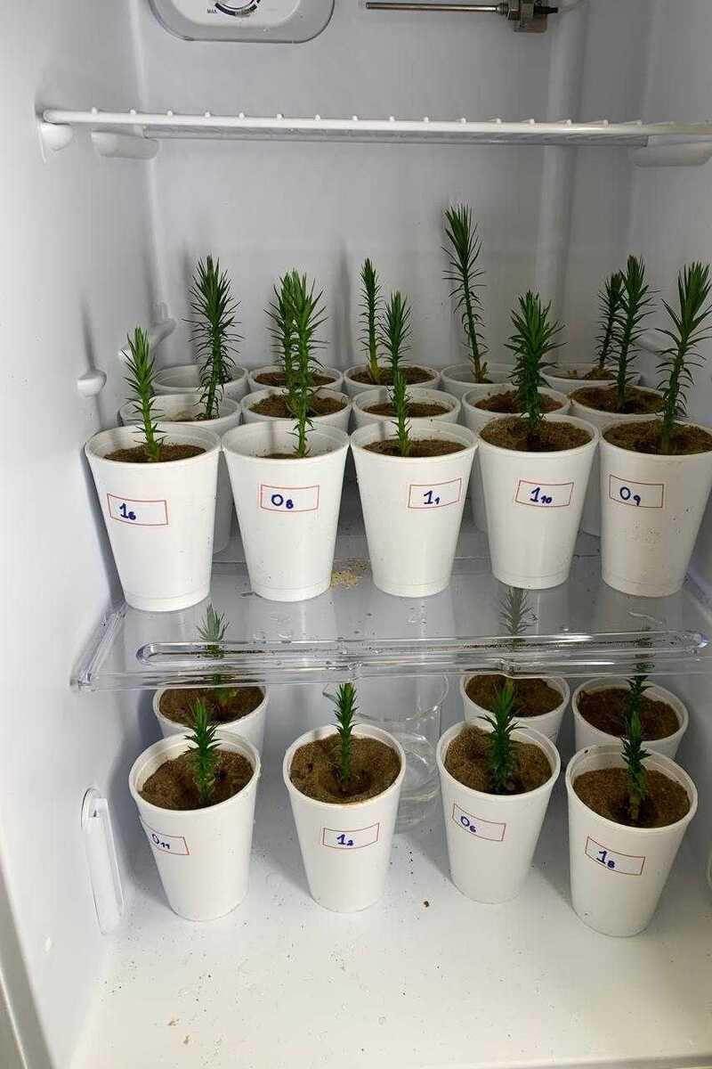 UEL participa de estudo busca salvar arauc&aacute;rias no Paran&aacute;
