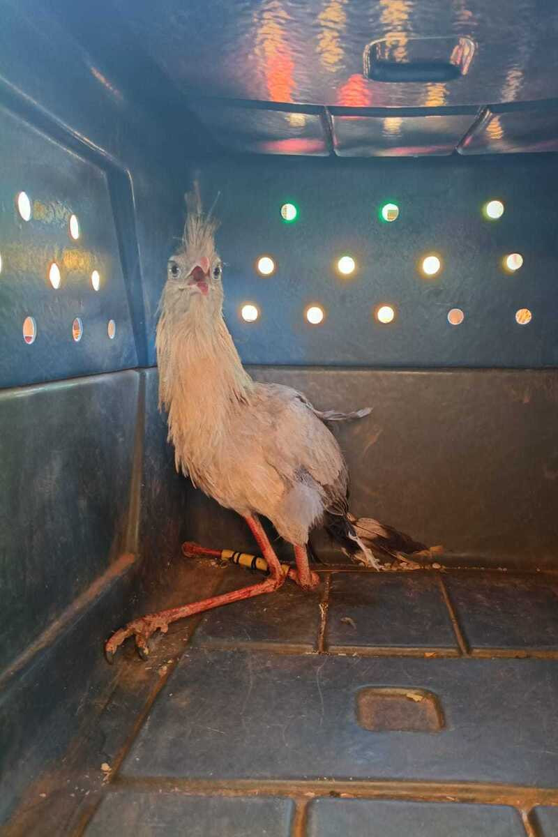 Seriema ferida &eacute; resgatada em Tocantins