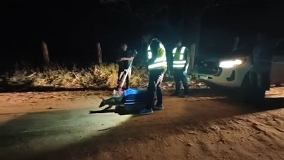 Animal atropelado na RJ‑116 retorna &agrave; natureza