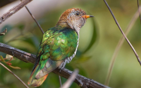 Queda de esp&eacute;cies de aves &eacute; associado &agrave; energia solar na China