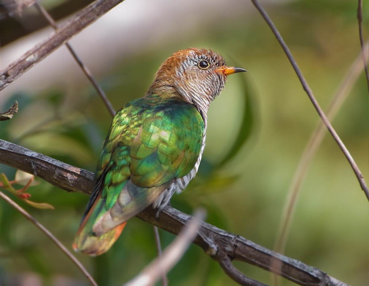 Queda de esp&eacute;cies de aves &eacute; associado &agrave; energia solar na China