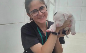 Pol&iacute;cia Civil do Distrito Federal abre inqu&eacute;rito para investigar morte de veterin&aacute;ria