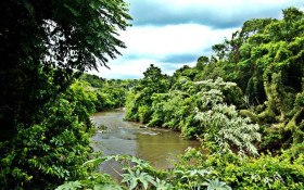 Estudo da UFPR mede qualidade dos rios pela sa&uacute;de dos peixes