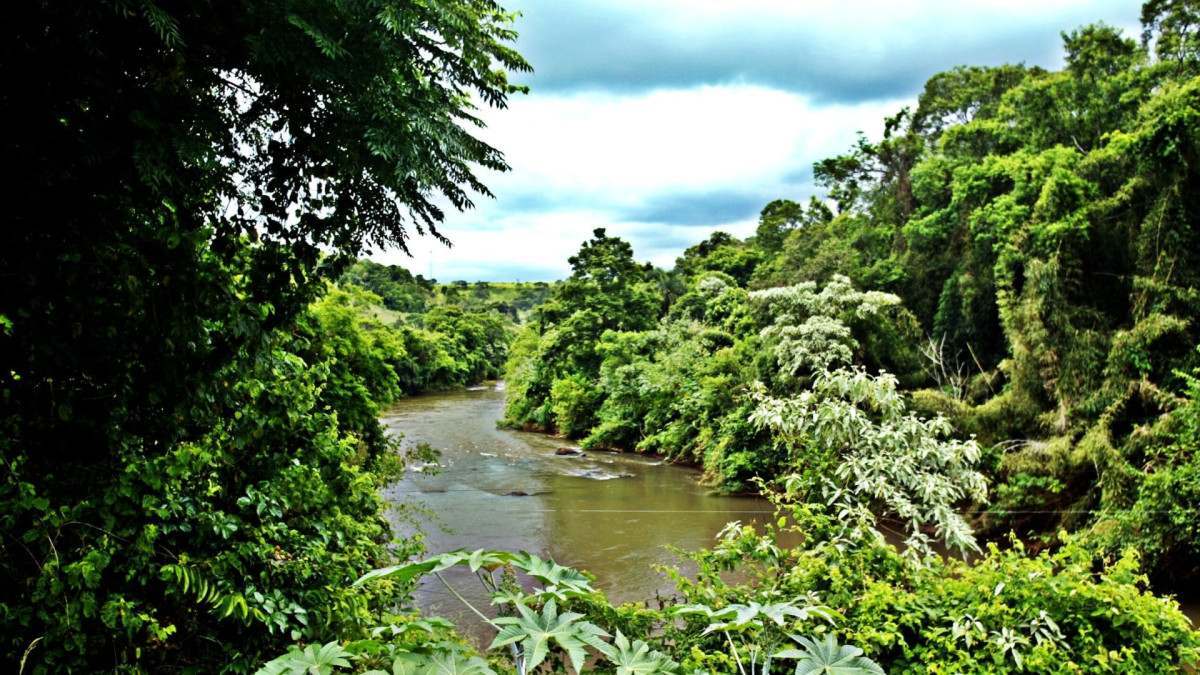 Estudo da UFPR mede qualidade dos rios pela sa&uacute;de dos peixes