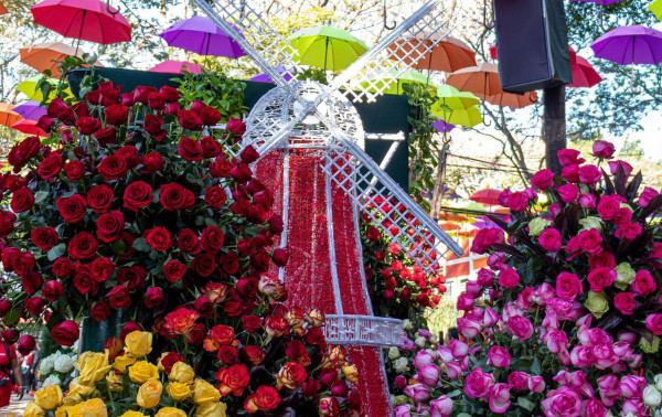 Expoflora re&uacute;ne flores cultura e tradi&ccedil;&atilde;o holandesa em Holambra