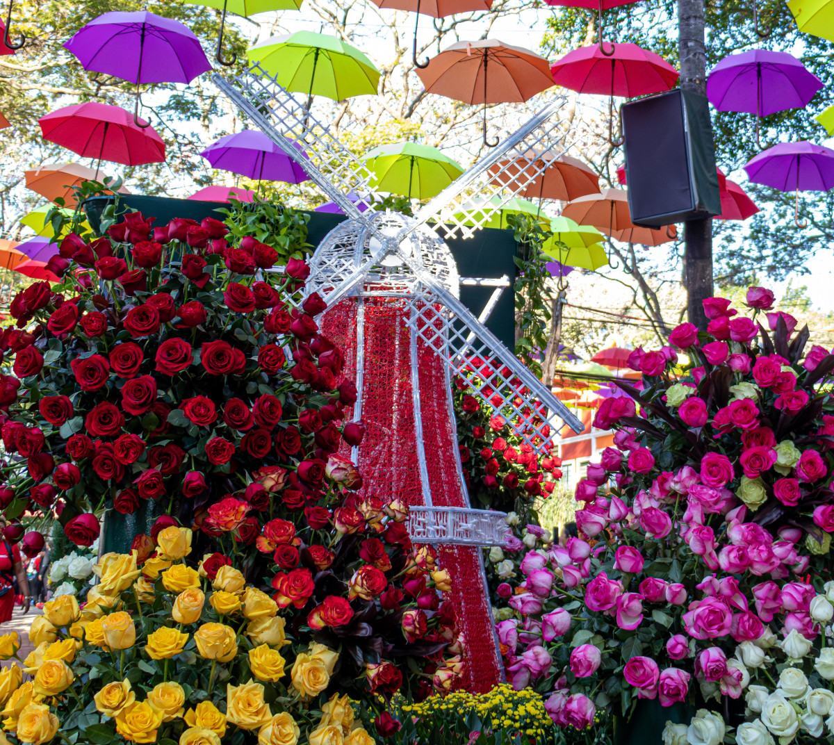Expoflora re&uacute;ne flores cultura e tradi&ccedil;&atilde;o holandesa em Holambra