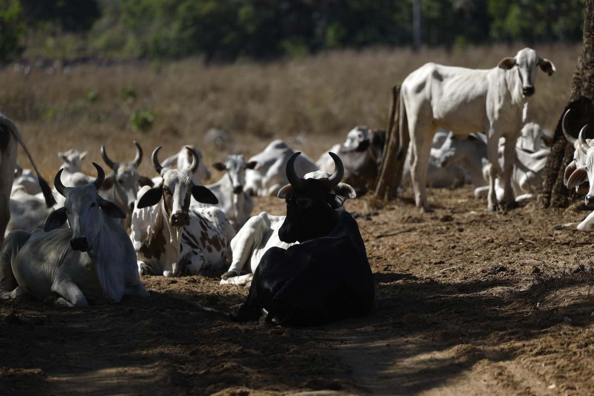 Uni&atilde;o Europeia suspende a entrada de carnes do Brasil