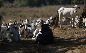 Uni&atilde;o Europeia suspende a entrada de carnes do Brasil
