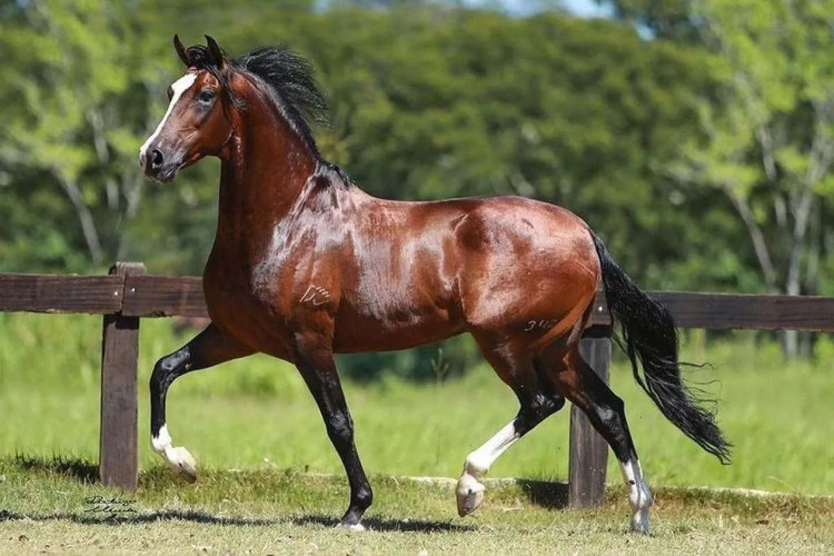 Saquarema tem Exposi&ccedil;&atilde;o Especializada Mangalarga Marchador e voltada ao agroneg&oacute;cio e lazer