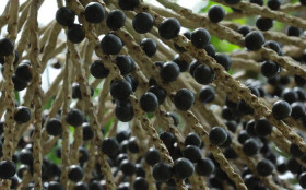 A&ccedil;a&iacute; de Roraima pode ganhar selo de Indica&ccedil;&atilde;o Geogr&aacute;fica