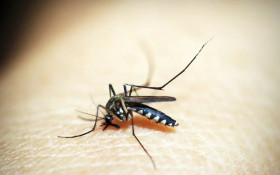 El Ni&ntilde;o coloca 11 regi&otilde;es de S&atilde;o Paulo em alerta para dengue e outras arboviroses