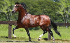 Saquarema tem Exposi&ccedil;&atilde;o Especializada Mangalarga Marchador e voltada ao agroneg&oacute;cio e lazer
