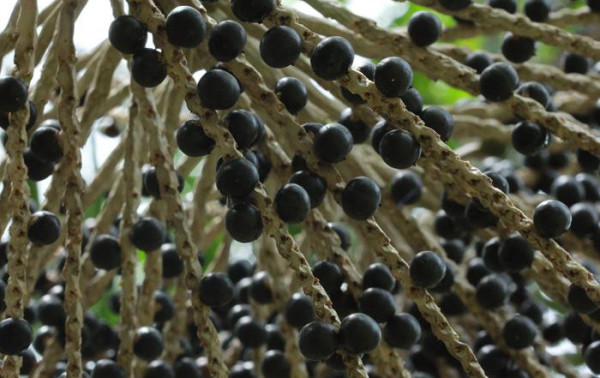 A&ccedil;a&iacute; de Roraima pode ganhar selo de Indica&ccedil;&atilde;o Geogr&aacute;fica