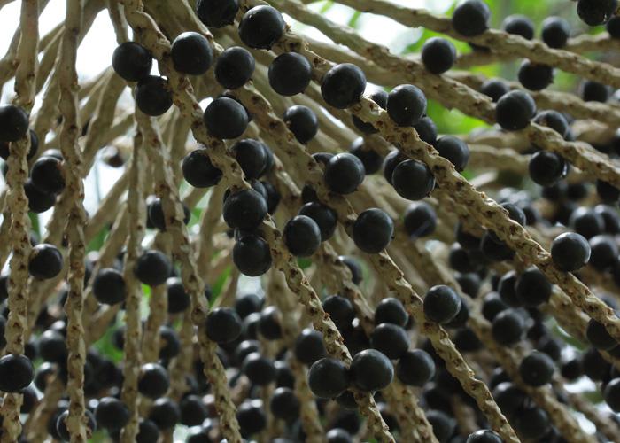 A&ccedil;a&iacute; de Roraima pode ganhar selo de Indica&ccedil;&atilde;o Geogr&aacute;fica