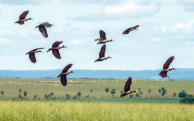 Inpe divulga que em um ano desmatamento do Cerrado cai 19%