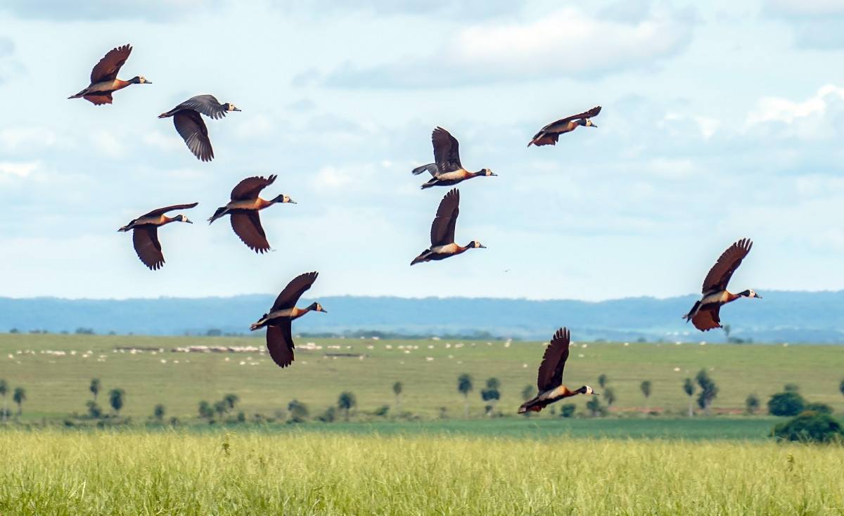 Inpe divulga que em um ano desmatamento do Cerrado cai 19%