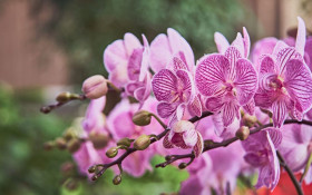 Estudo com a UFPR estima que at&eacute; 69,2% das orqu&iacute;deas estejam amea&ccedil;adas