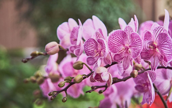 Estudo com a UFPR estima que at&eacute; 69,2% das orqu&iacute;deas estejam amea&ccedil;adas