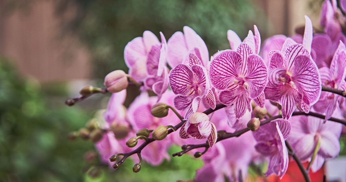 Estudo com a UFPR estima que at&eacute; 69,2% das orqu&iacute;deas estejam amea&ccedil;adas