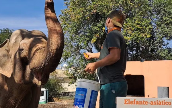 Após 44 anos, elefante Sandro deixa Sorocaba rumo a santuário em decisão histórica