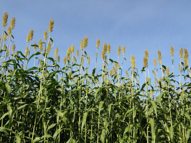 BRASILIANAS | Bras&iacute;lia consolida posi&ccedil;&atilde;o entre os maiores produtores agr&iacute;colas, diz IBGE