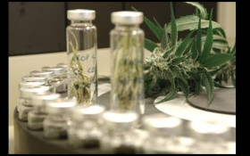Associa&ccedil;&otilde;es veem pontos em aberto sobre cannabis