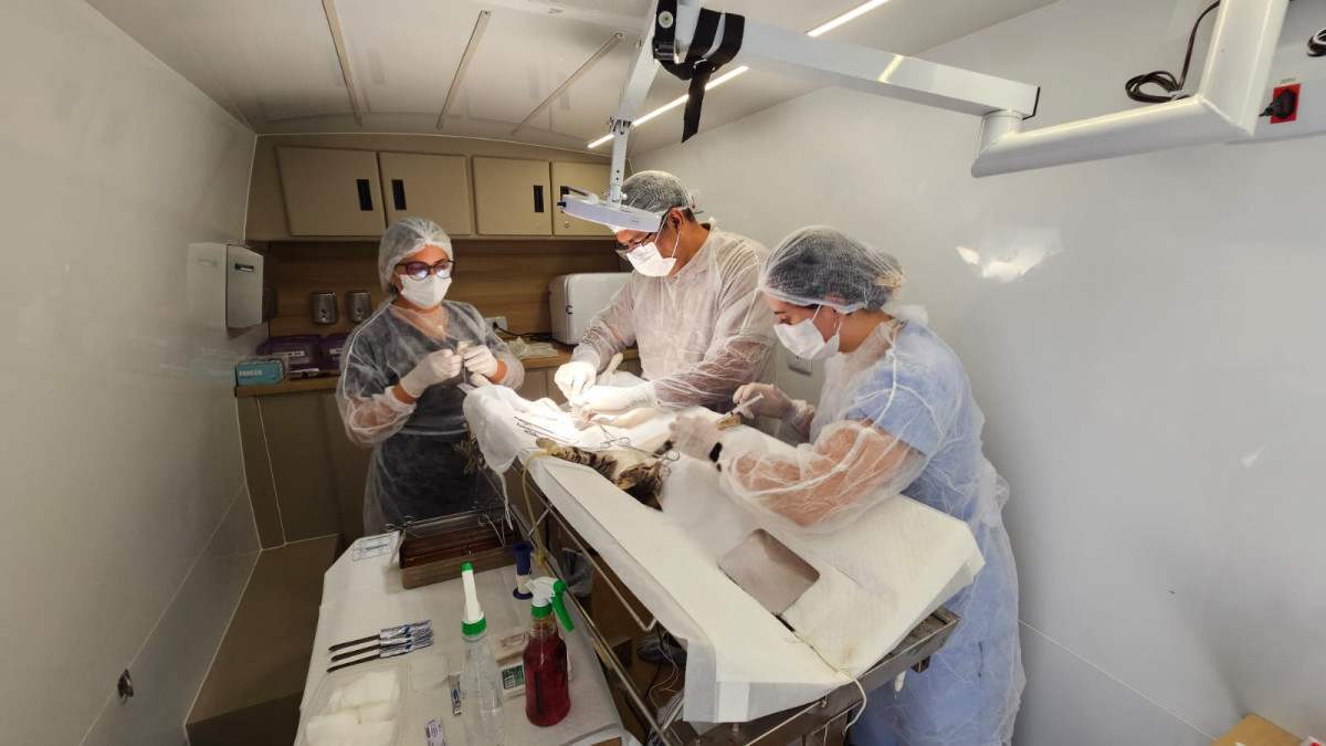 Castram&oacute;vel ter&aacute; tr&ecirc;s a&ccedil;&otilde;es em Marab&aacute; em outubro