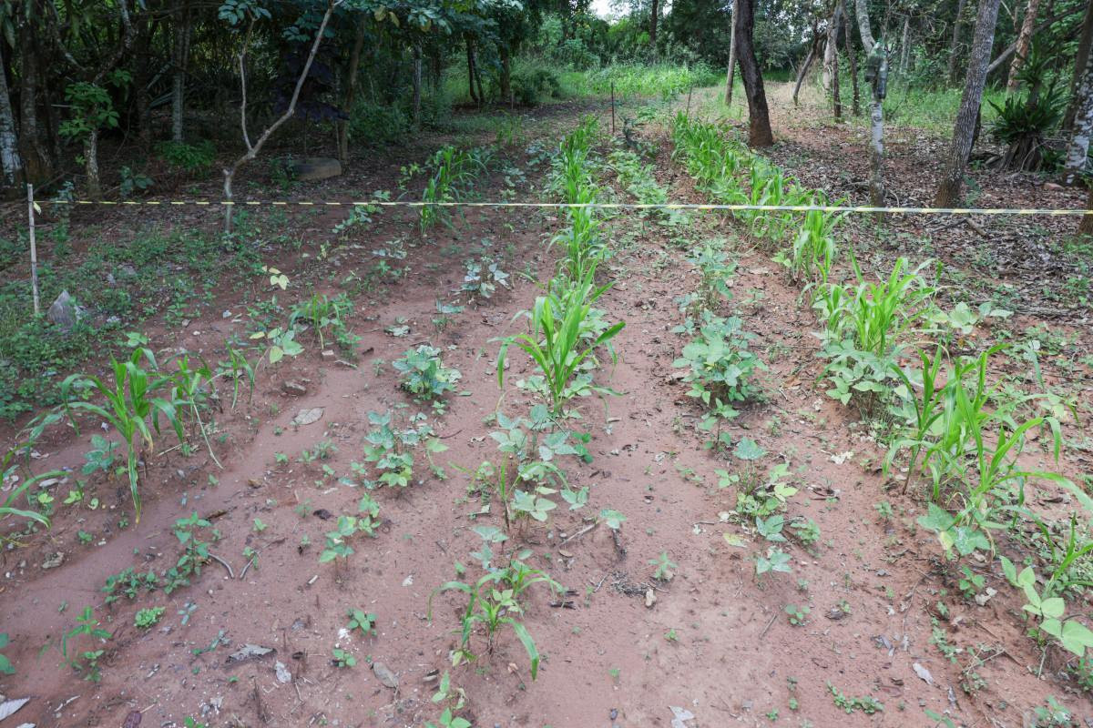 R$ 64 mi em cr&eacute;dito para seguran&ccedil;a alimentar
